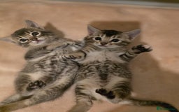 Mixed Breed cats for sale: Abyssinian x Snow Bengal  - Image 15