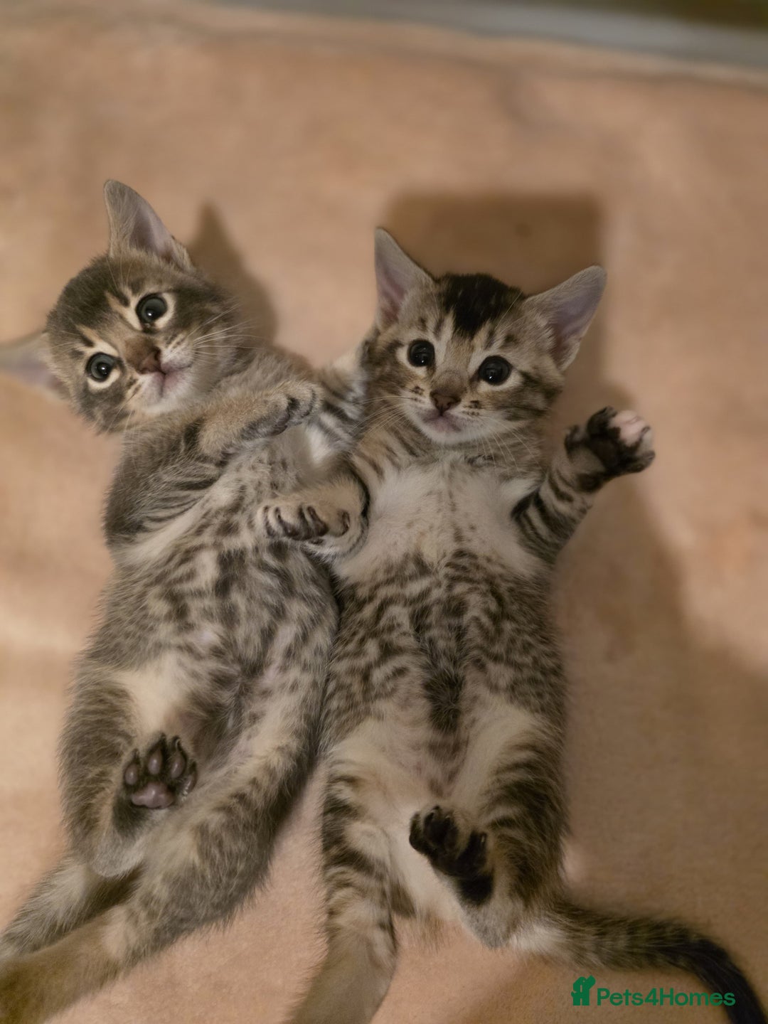 Mixed Breed cats for sale: Abyssinian x Snow Bengal  - Image 15