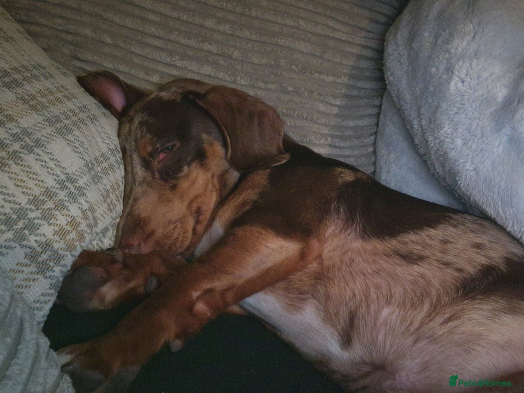 Dachshund dogs for stud: Daushound available for stud.  - Advert 10