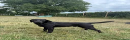 Labrador Retriever dogs for sale: 💙 Beautiful Black Labrador For Sale 💙 in Leyland - Advert 5