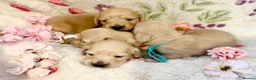 Miniature Dachshund dogs for sale: Cream long haired miniature dachshund puppies  - Advert 12