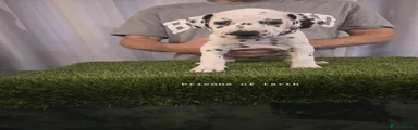 Dalmatian 6