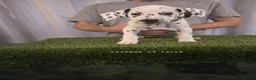 Dalmatian dogs for sale: 6 KC registered dalmatian puppies  - Advert 6