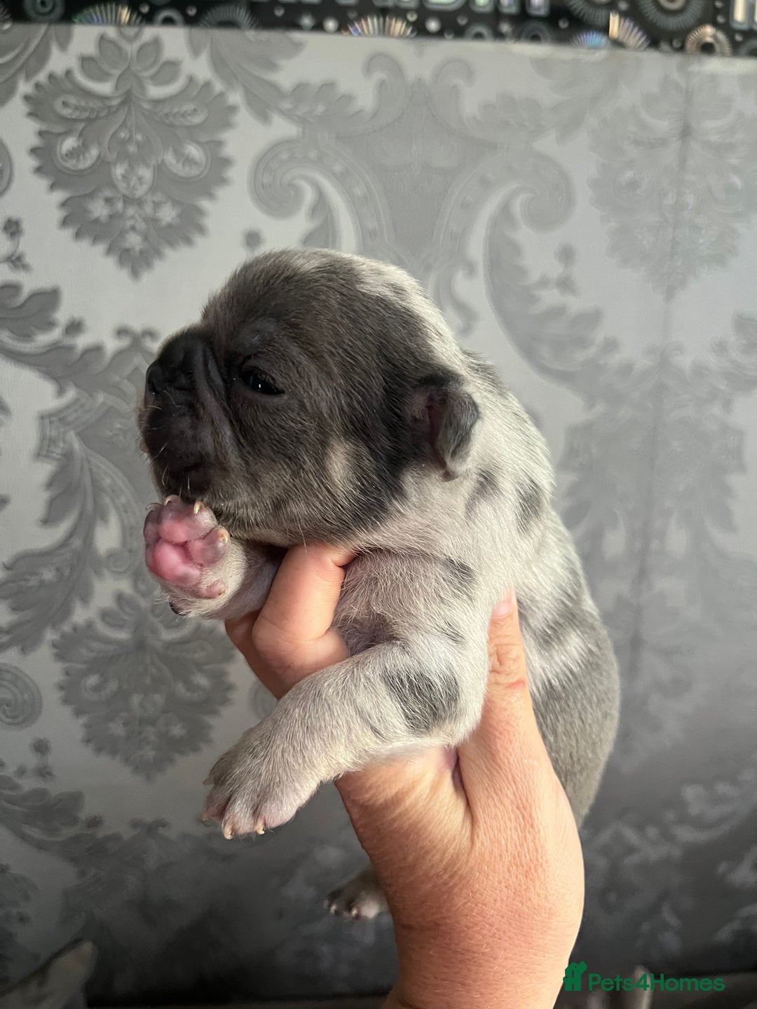 French Bulldog dogs for sale: Lilac Merle 🤍 - Image 3