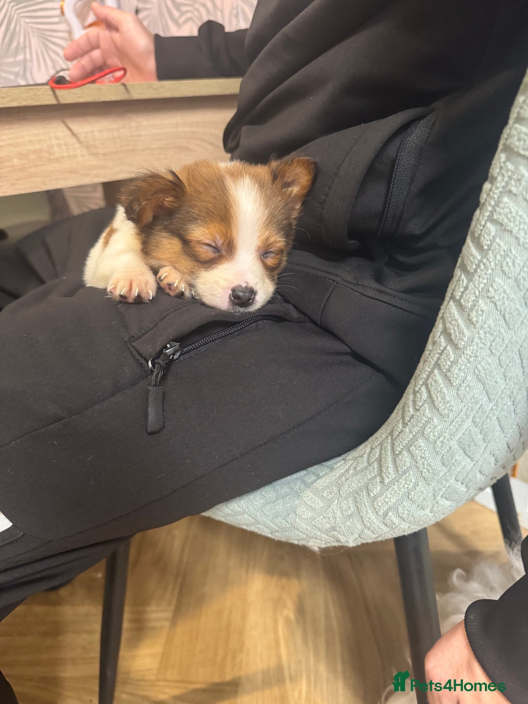 Jackapoo dogs for sale: 2 beautiful jackpoo  - Advert 5