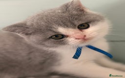 British Shorthair cats for sale: Blue/cream biocolour British short hair kitten - Image 5