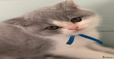 British Shorthair cats - Advert 3