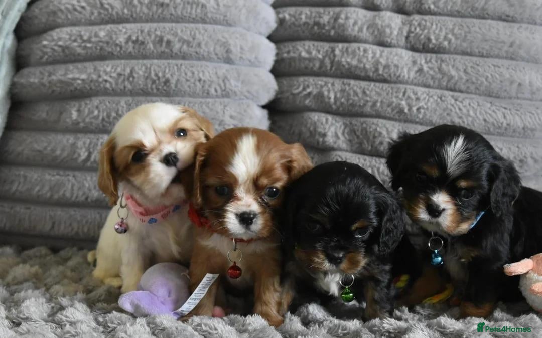 Cavalier King Charles Spaniel dogs for sale: Beautiful Cavalier King Charles Spaniel Puppies - Advert 5