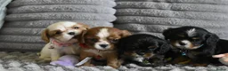 Cavalier King Charles Spaniel dogs for sale: Beautiful Cavalier King Charles Spaniel Puppies in Basingstoke - Advert 1