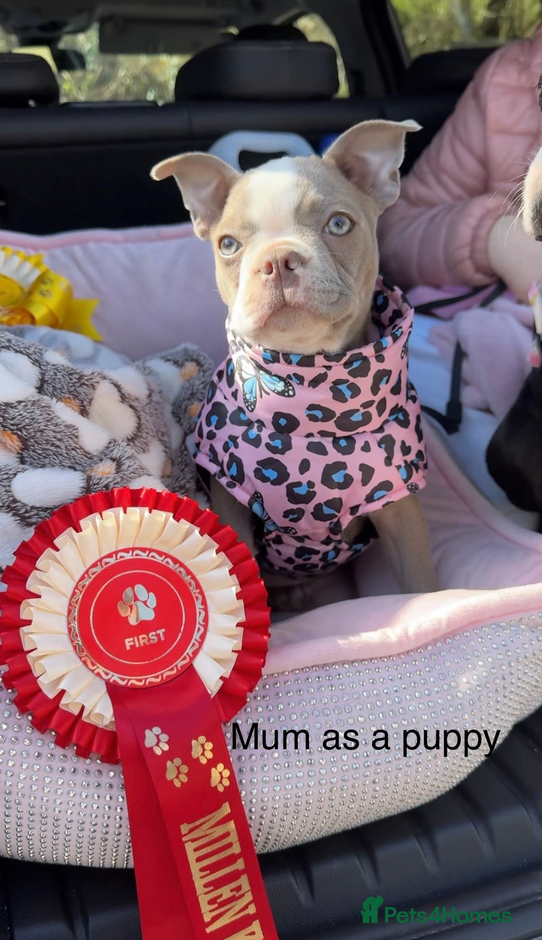 Boston Terrier dogs for sale: Premium & Rare Champaign Boston Terriers - Advert 11