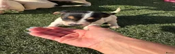 Jack Russell dogs for sale: 6 beautiful Jack russle puppies  in Bristol - Advert 5