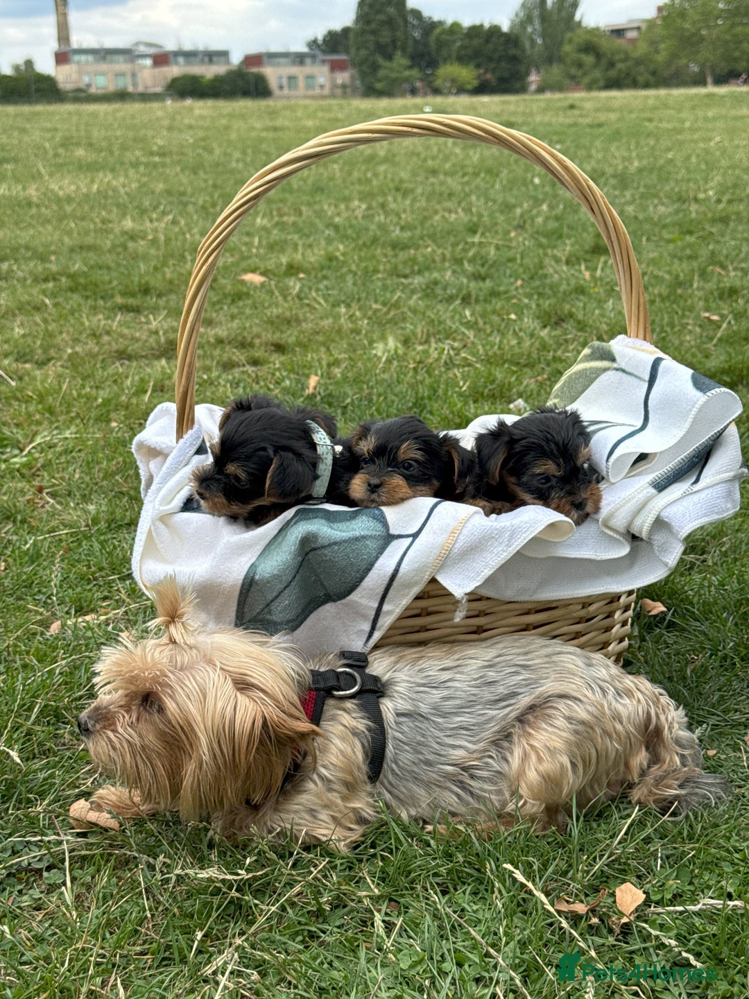 Yorkshire Terrier dogs for sale: Mini Yorkshire Terrier Puppies looking for Home - Image 24