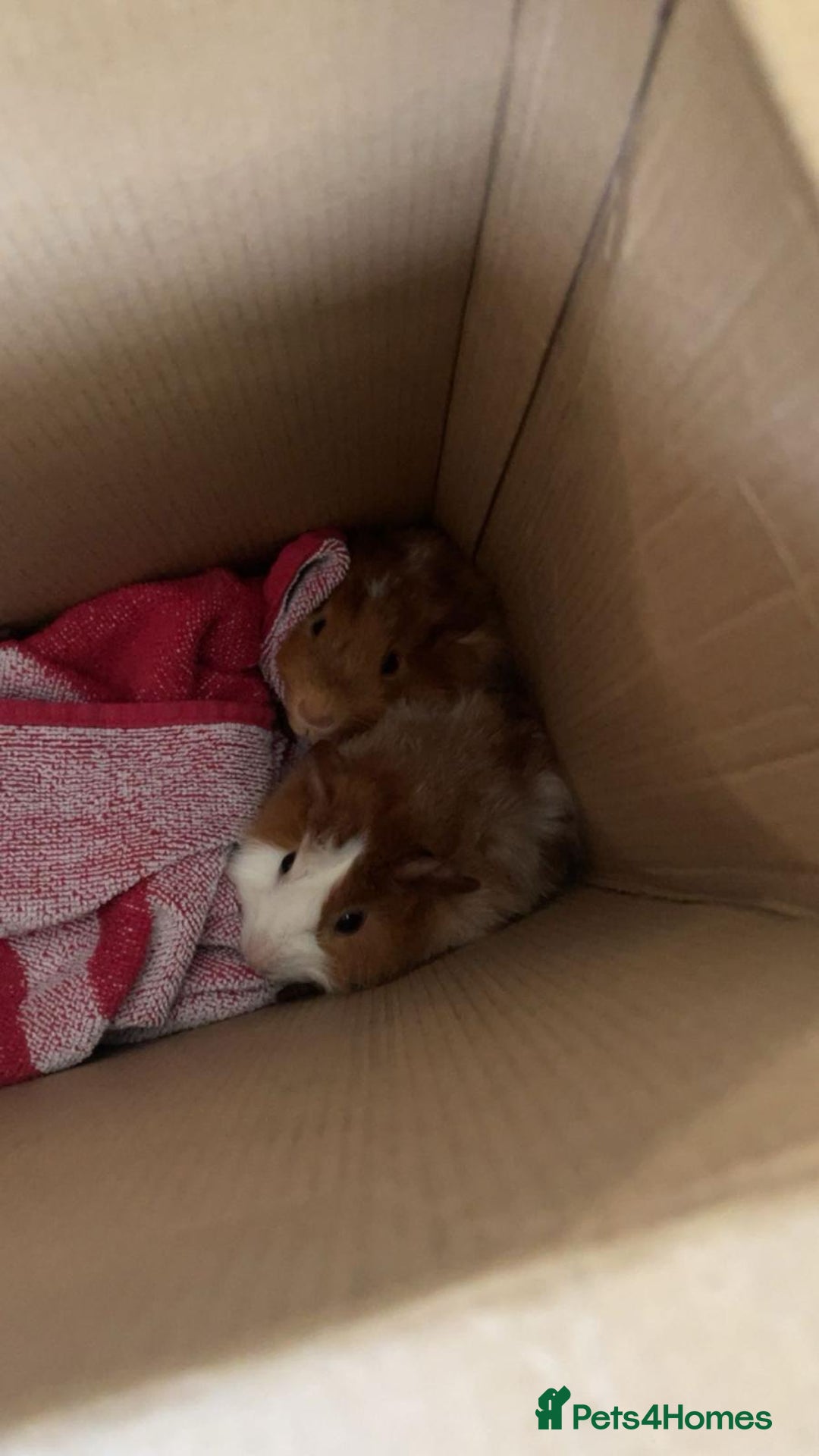 Guinea Pig rodents for sale: 2 guinea pigs looking for a new home! - Advert 17