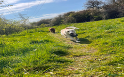 Mixed Breed dogs for sale: Lovely Pixel  - Image 10