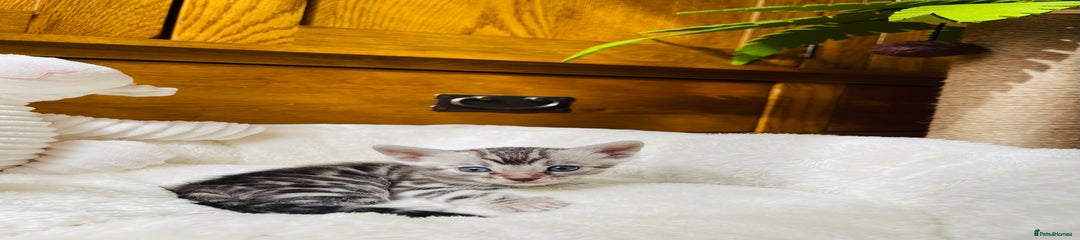 Bengal Kitten 2