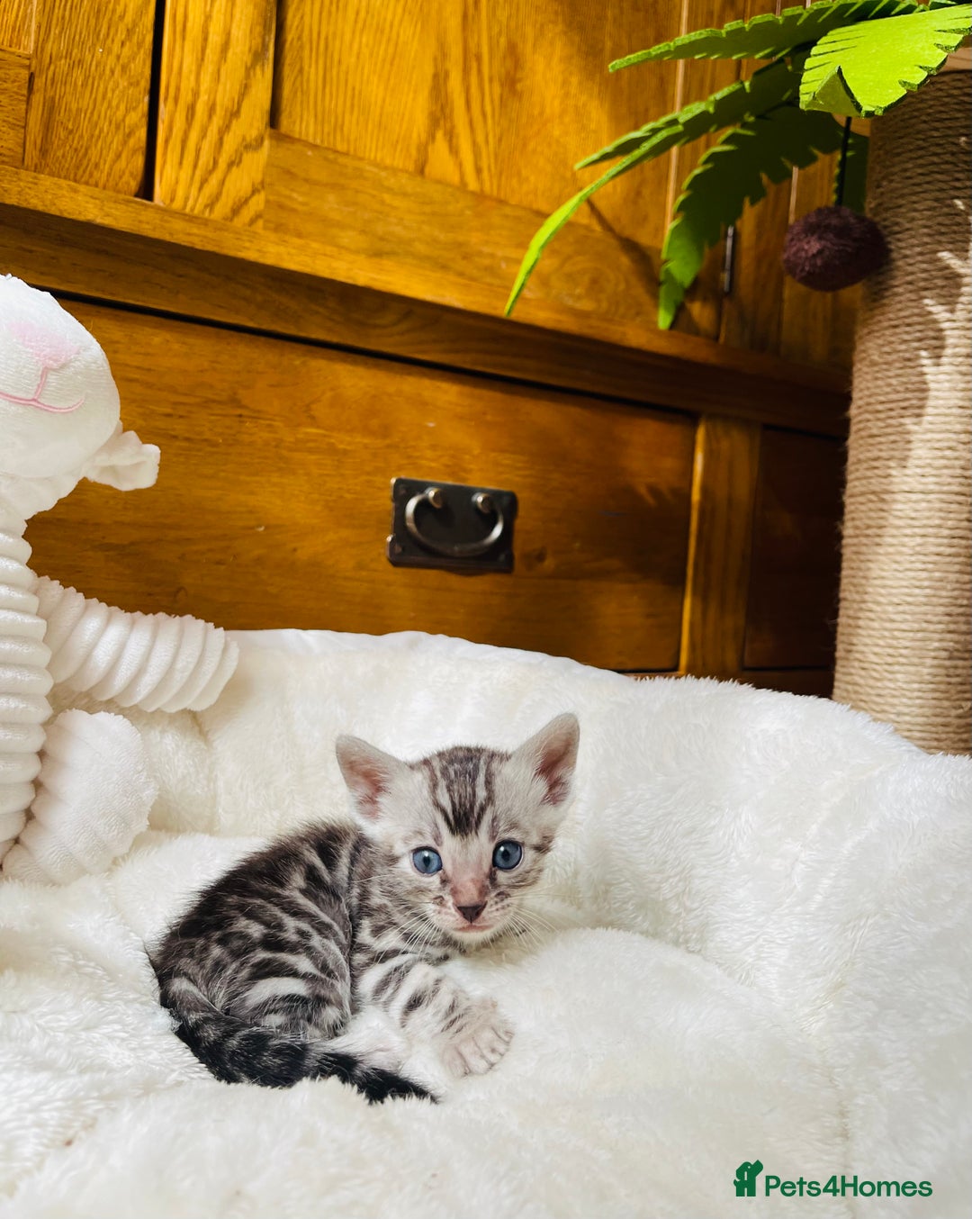 Bengal cats for sale: 💎💎💎 Luxury Bengal Kittens Available  - Image 25