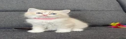 Ragdoll cats for sale: Beautiful Ragdoll kittens TICA registered  in Coventry - Advert 9