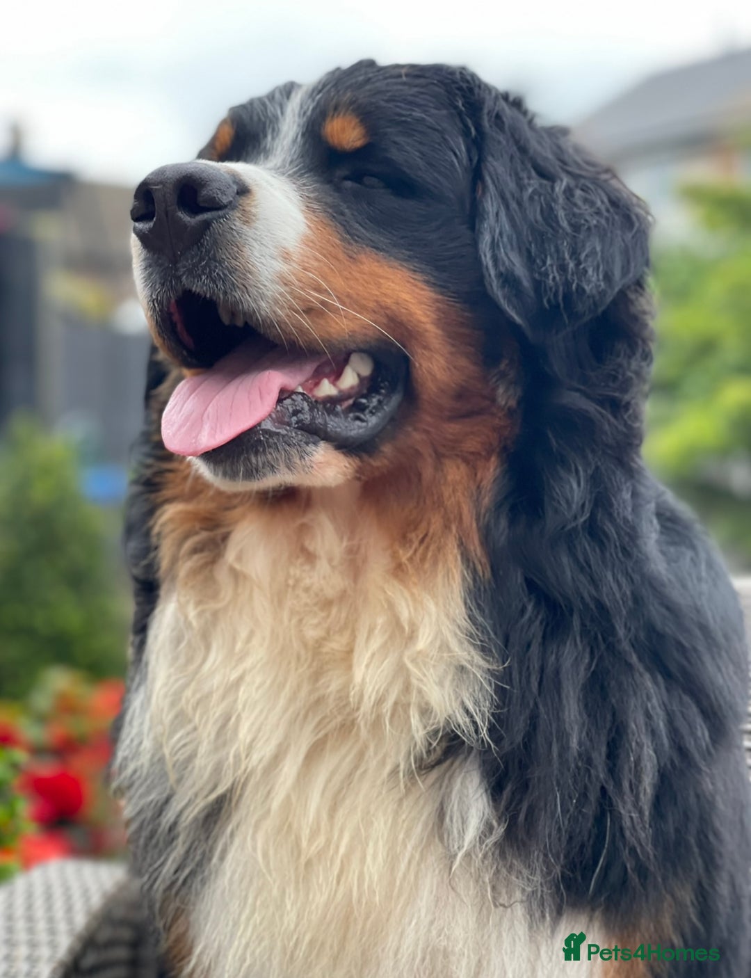 Bernese Mountain Dog dogs for stud: 🔥 CRUZ💥 TOP QUALITY BERNESE MOUNTAIN DOG STUD in Whitehaven - Image 4