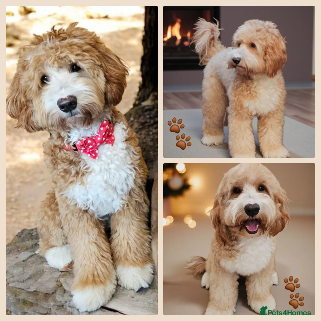 Labradoodle dogs for stud: STUNNING AUSTRALIAN LABRADOODLES HIP 0/0 ELBOW 0/0 - Advert 1