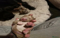 Mixed Breed dogs for sale: Adorable Daschund x spaniel pups  - Image 7