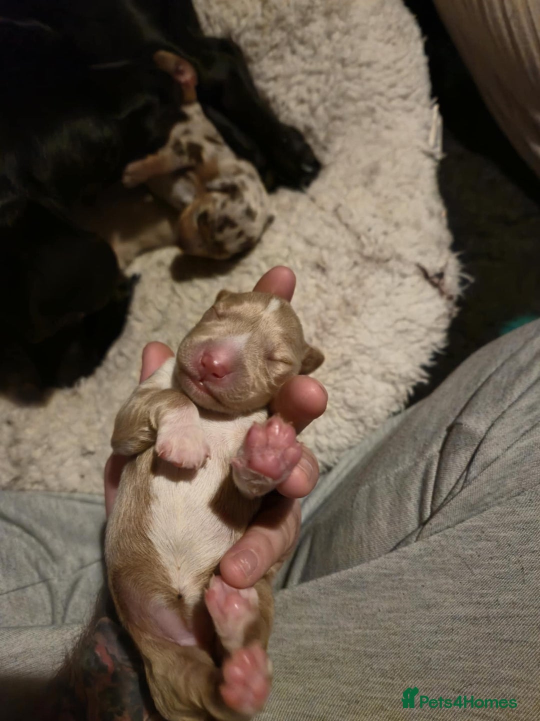 Mixed Breed dogs for sale: Adorable Daschund x spaniel pups  - Image 7