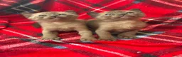Burmese cats for sale: GCCF Pedigree Burmese kittens from East London  in Hornchurch - Advert 5