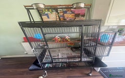 Parrots birds for sale: Congo African Grey Parrot  - Image 7