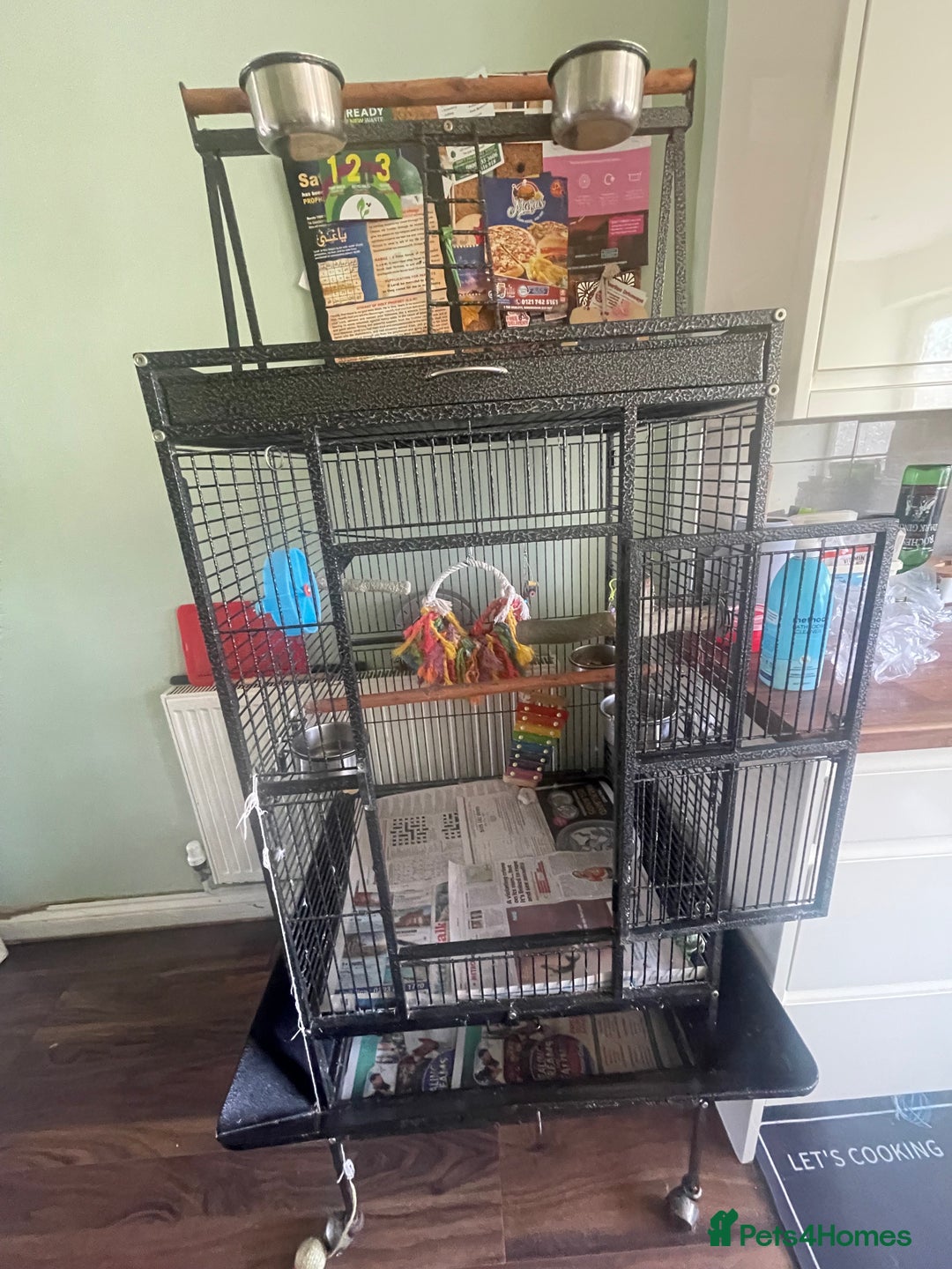 Parrots birds for sale: Congo African Grey Parrot  - Image 7