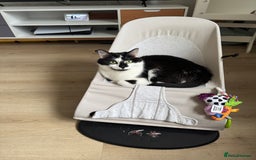 Domestic Shorthair cats for sale: 2 year old boy for sale - Image 2