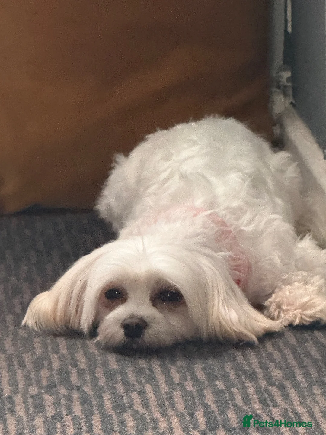 Maltipoo dogs for sale: Beautiful Maltipoo Puppies – Daisy & Ruby - Advert 2