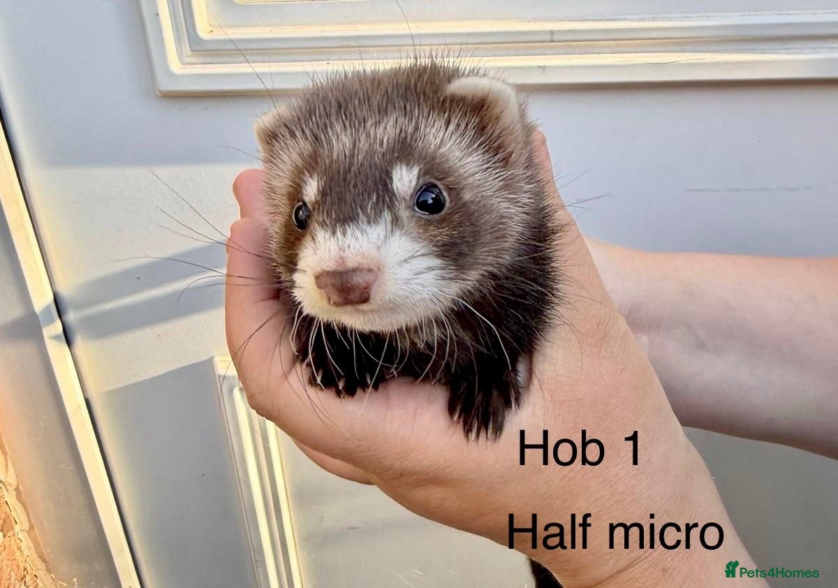 Ferret rodents 1/2 micro ferret and full size ferret hobs  - Advert 1