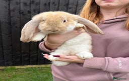 French Lop rabbits for sale: French lop rabbit - Image 2