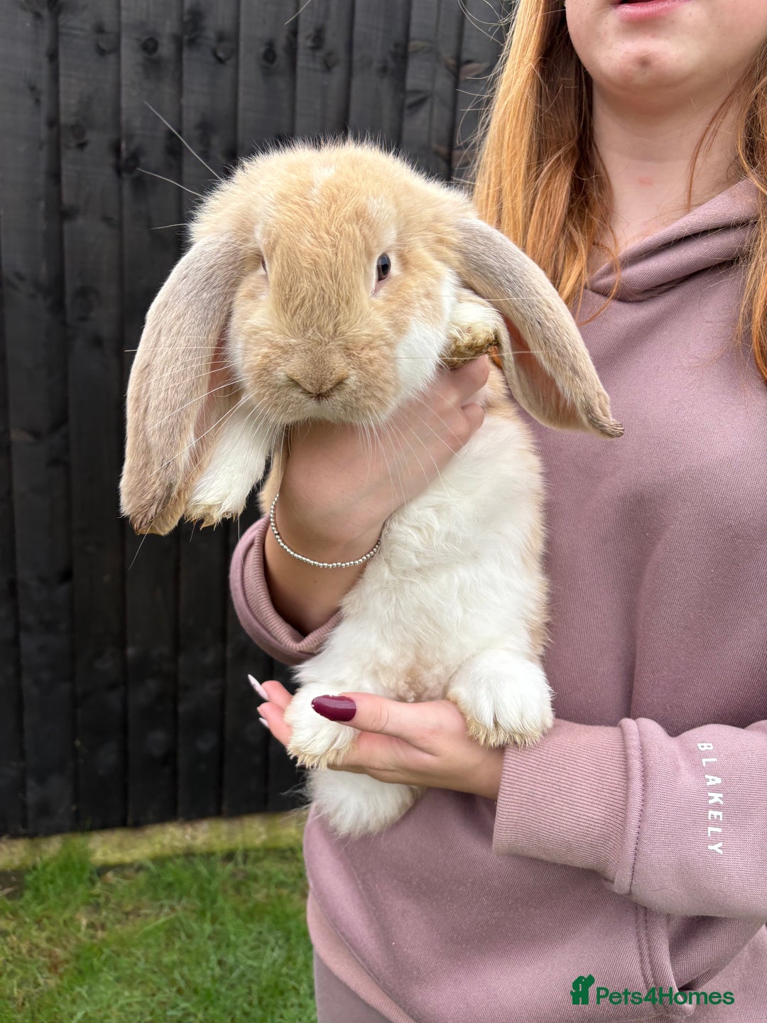 French Lop rabbits for sale: French lop rabbit - Image 2