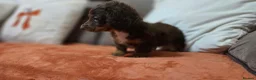Dachshund dogs for sale: Longcoat chocolate and tan Miniature dashound boy in Walsall - Advert 6