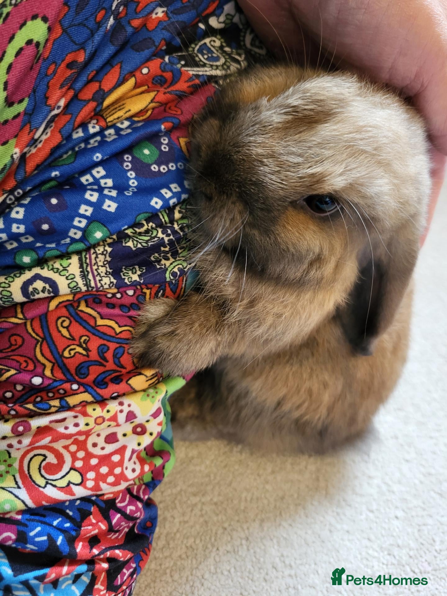 Mini Lop rabbits Mini lops - Advert 4