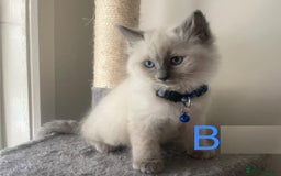 Ragdoll cats for sale: Humble Blue eyes Ragdoll kittens up for sales - Image 1