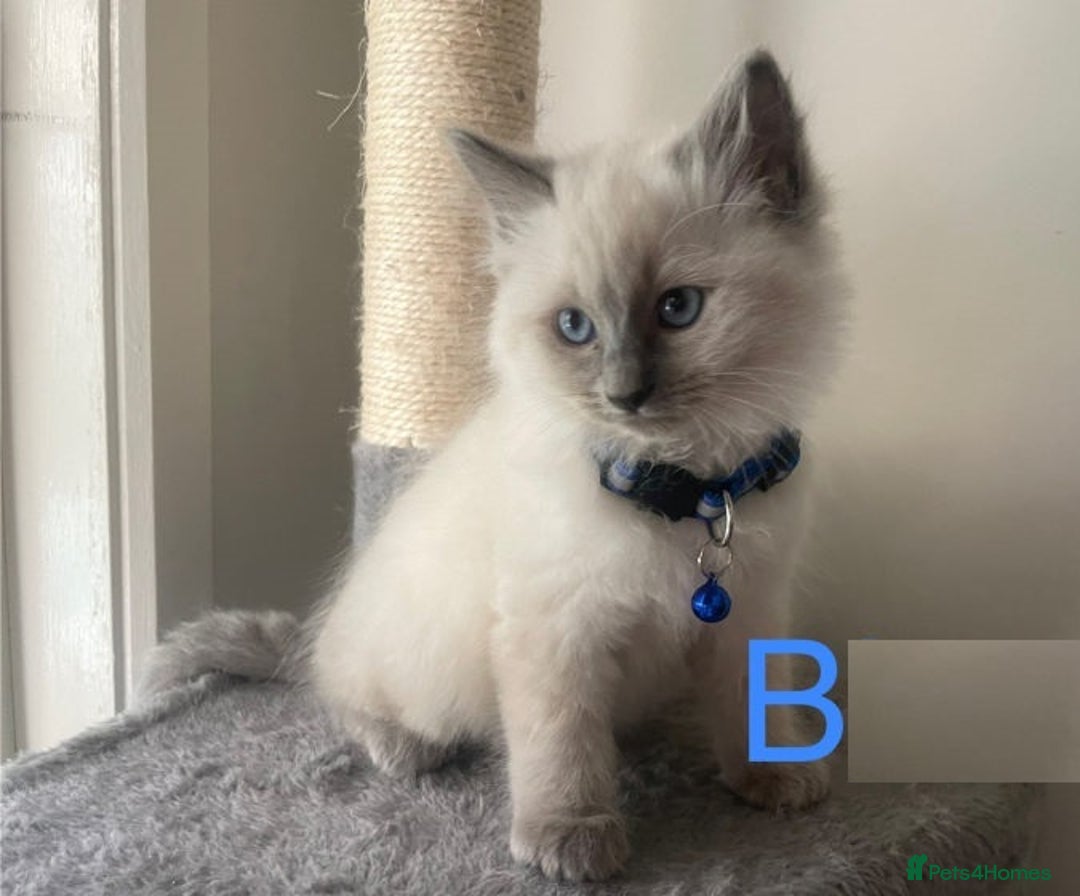 Ragdoll cats for sale: Humble Blue eyes Ragdoll kittens up for sales - Image 1