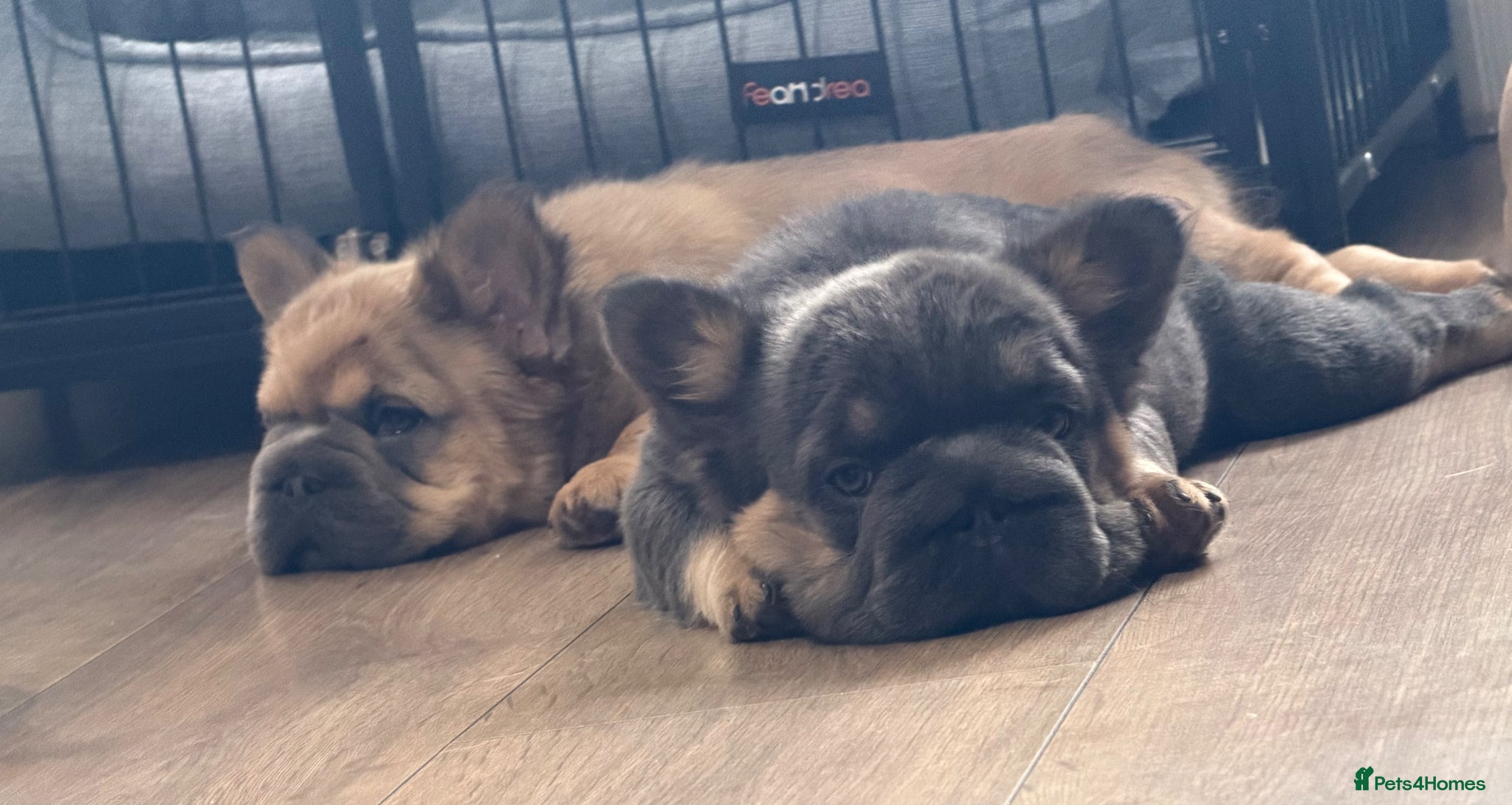 French Bulldog dogs Fluffy French Bulldog Puppies  - Advert 2