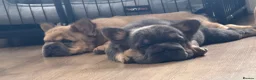 French Bulldog dogs for sale: Fluffy French Bulldog Puppies  - Advert 14