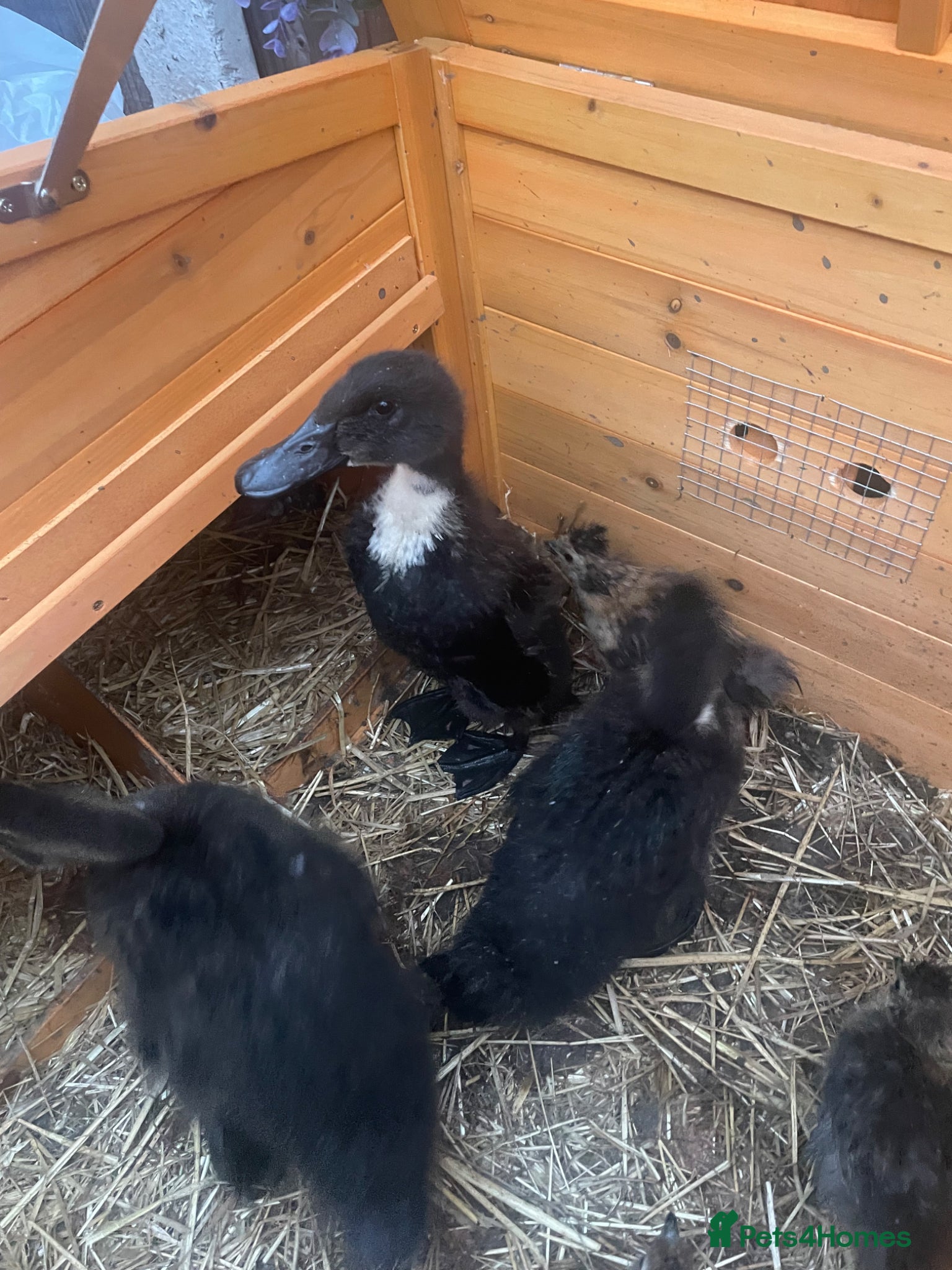 Ducks poultry Ducklings for sale  - Advert 4