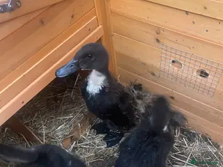 Ducks poultry Ducklings for sale - Advert 15