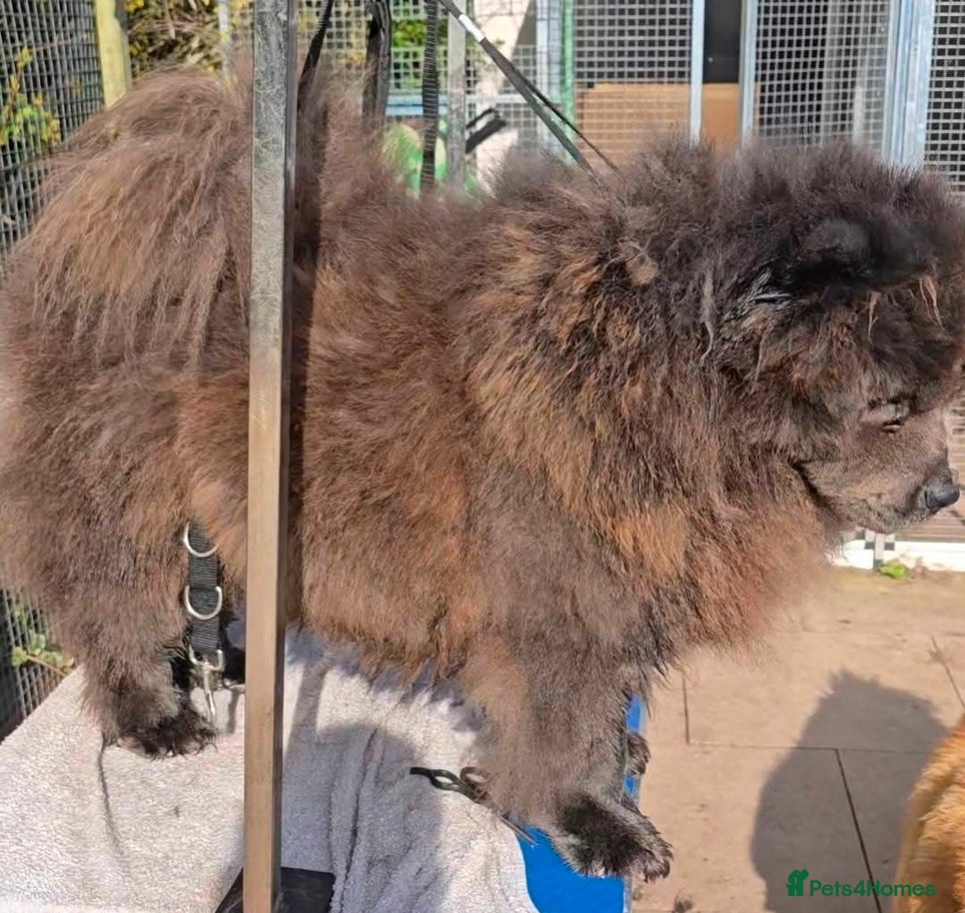 Chow Chow dogs for sale: Blue 2yr old female chow chow  - Advert 1