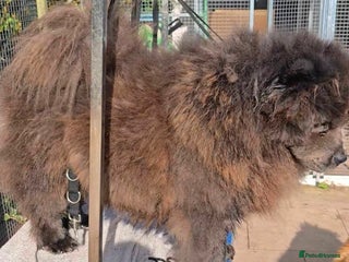 Chow Chow dogs Blue 2yr old female chow chow - Advert 2