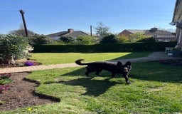German Shepherd dogs for stud: German shepherd stud - Image 11