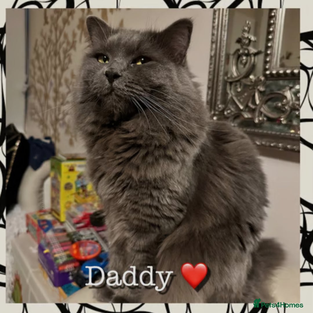 Mixed Breed cats for sale:  Fluffy Ragdoll x British Shorthair Kittens - Image 14
