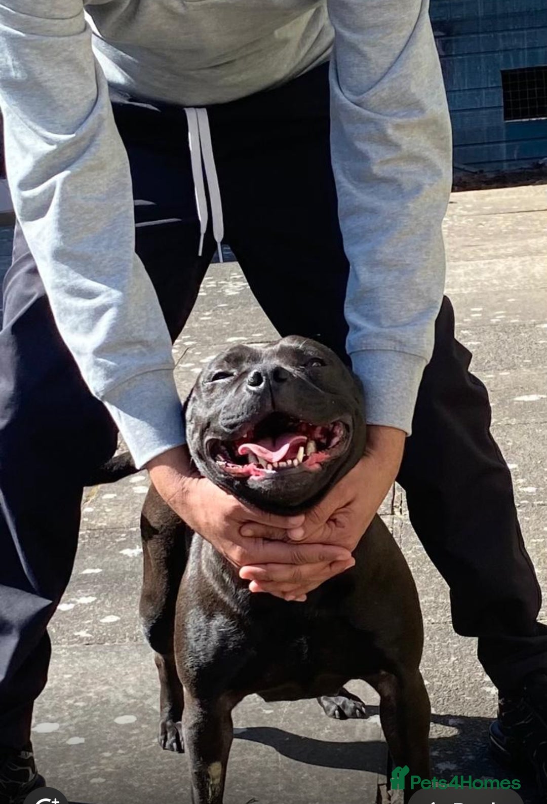 Staffordshire Bull Terrier dogs for sale: True Example Staffordshire bull Terrier Puppies KC - Image 4