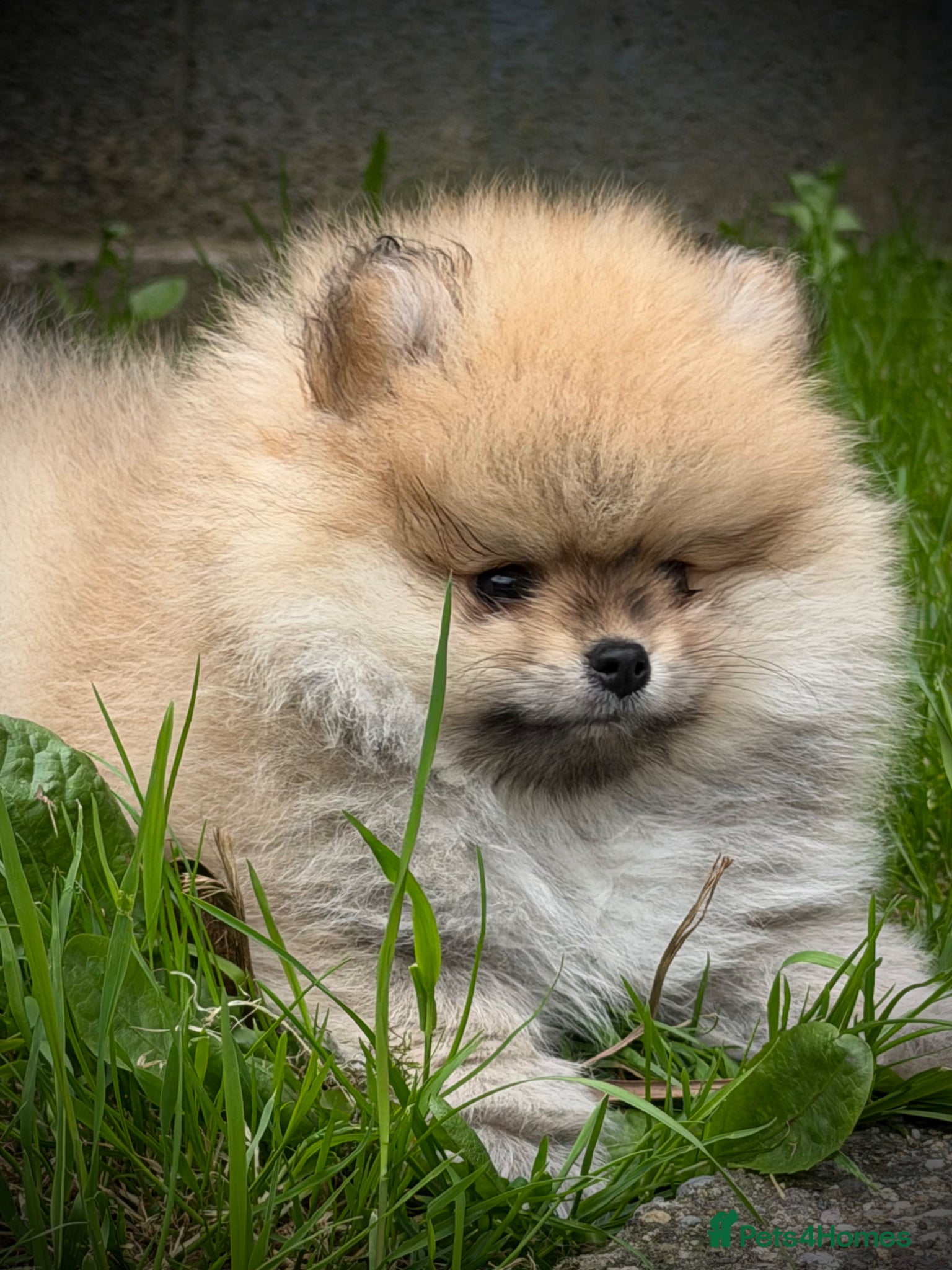 Pomeranian dogs 🔥     Top Quality Pomeranian Available🧸 - Advert 2