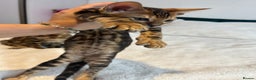 Bengal cats for sale: Champion bloodline Bengal kittens - Advert 24
