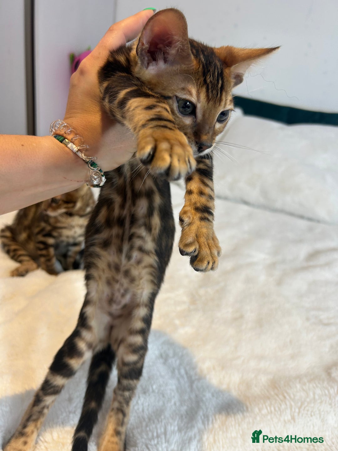 Bengal cats for sale: Champion bloodline Bengal kittens - Advert 24
