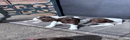 English Springer Spaniel dogs for sale: Liver and White English Springer Spaniel Puppies in Perth - Advert 3